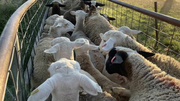 Lamb prices ease as season makes an impact on quality at saleyards