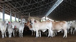 Feedlots outpaying live-ex for Brahmans but Indo demand tipped to ramp up