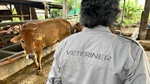 Indonesia's big push for increased food production drives livestock health