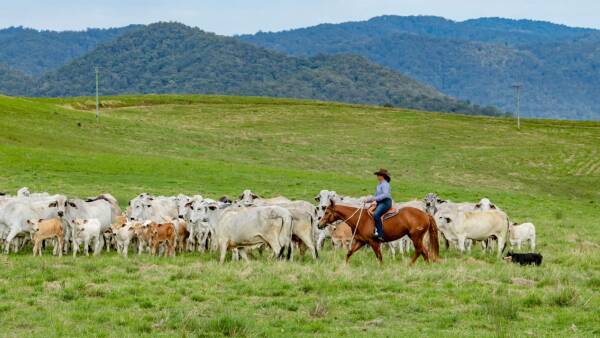 Stunning Conondale View delivers rural lifestyle opportunity | Video