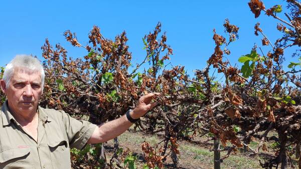 Prices crushed, now big frosts leave grape growers in financial turmoil