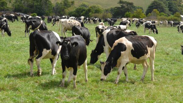 Methane emissions from dairy farms higher than previously thought: study