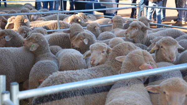 Tighter supply of new season lambs holds up prices