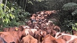 Family breeds high-quality Australian Reds on the Atherton Tablelands