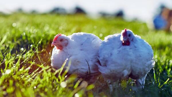 Price of more than $20m for sale of SA's big free-range chicken grower