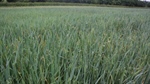 Horror UK harvest after soggy season