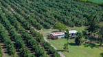 Farnsfield Avo's presented with 5326 well established avocado trees | Video