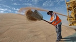 GrainCorp profit sinks 75pc but growth plans afoot and share dividends lift