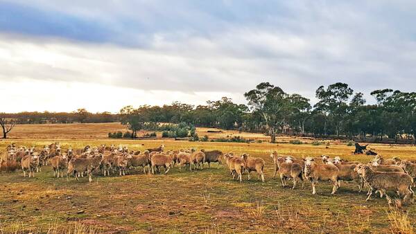 Green light for central Victorian solar farm despite land clearing fears