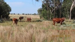 Versatile livestock, cultivation property listed after auction for $3.14m