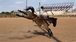 Meet the Aussie saddle bronc riders digging their spurs into the US circuit