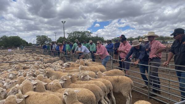 Sheepmeat market buoyant across Australia, while WA mutton slaughter booms