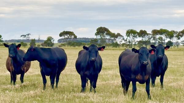 Mortlake region dairy farm offers grazing, cropping options for $8000/acre