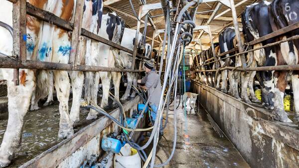 Coastal dairy farm fetches big bucks, even without the bells and whistles