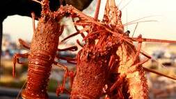 $450m rock lobster trade free to resume with China, ending all ag trade bans