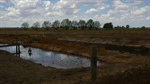 Use your dairy effluent now on silage regrowth