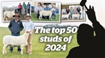 The 2024 top cut of Australia's terminal, maternal and composite ram studs