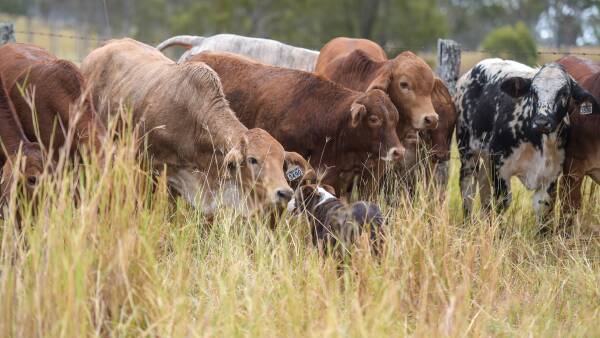 EU beef market worth jumping through hoops for: Share your geolocation data