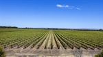 High-profile Langhorne Creek vineyards on the market with $12m price tag