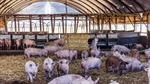 Put some pork on your fork with well established piggery near Bendigo