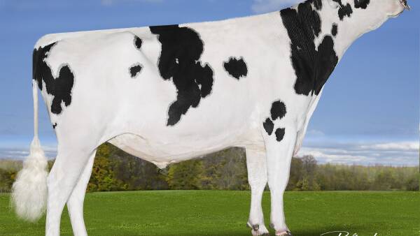 Award-winning northern Victorian Holstein herd to showcase polled cows