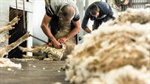 Wool marketing millions may have been a waste of money, study finds