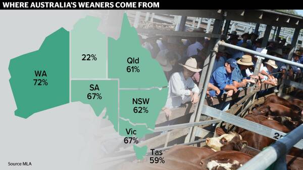 Where weaners rule, where most buyers are from and the mean turn-off weight