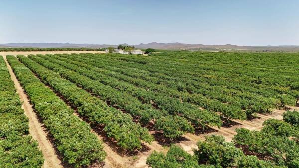 Avocado orchards with 43,237 trees offer buyers chance to beat the rest