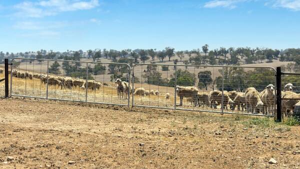 Owner's orders clear as farm goes under the hammer - sell, sell, sell