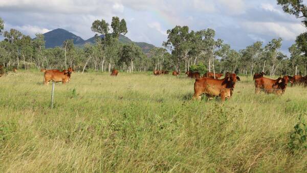 Large-scale northern cattle station with 1628 acres of quality irrigation