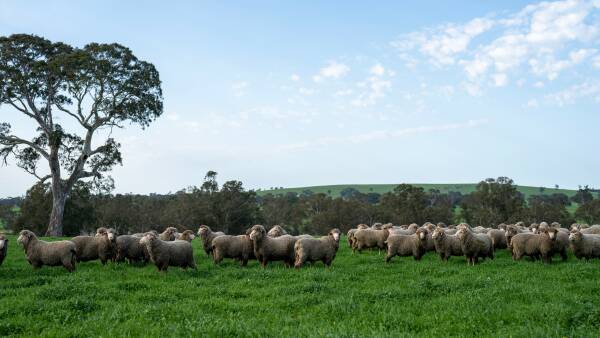 New Zealand Merino Company's Aussie ethical woolgrower recruitment drive