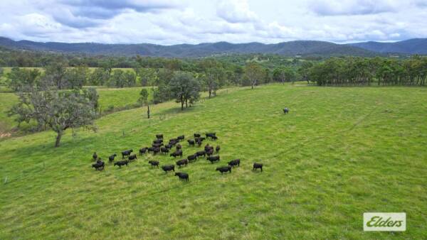 High-rainfall River Run a Rivertree beef production powerhouse | Video