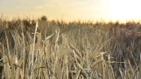 The politics of a full stomach: why the grains industry has had a gutful