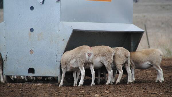 Autumn opportunities and challenges: What sheep producers need to weigh up