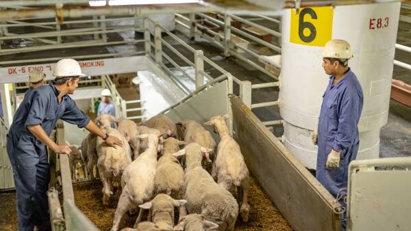 Drastic plunge in live sheep exports expected, economists predict