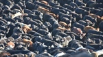 Break-even price for a weaner right now: Most in beef are headed for a loss