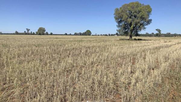 Versatile central west prime lamb operation on the market for $1.7 million