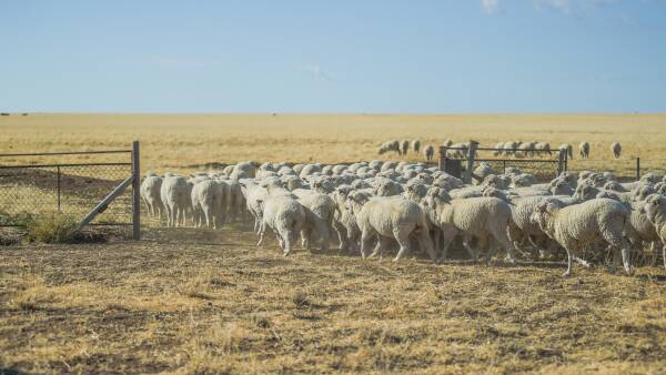 What Australia's wool supply tumble will mean for the global wool trade