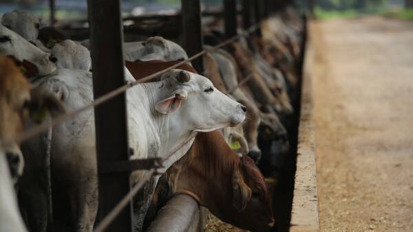 More live-ex cattle to sell in 2025: Promises to protect the trade sought