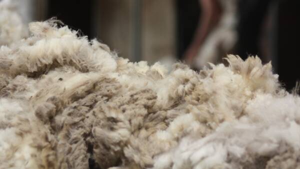 Longest run of wool market price gains in two years recorded nationally