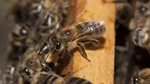 New funding for traceability program latest in fight against varroa mite