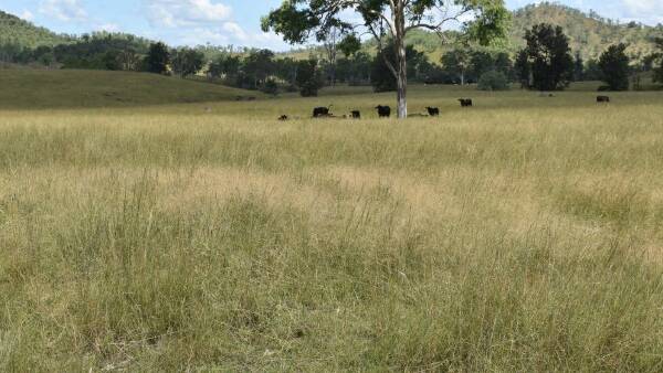 Superbly watered Mount Stanley boasts river frontages, productive pastures