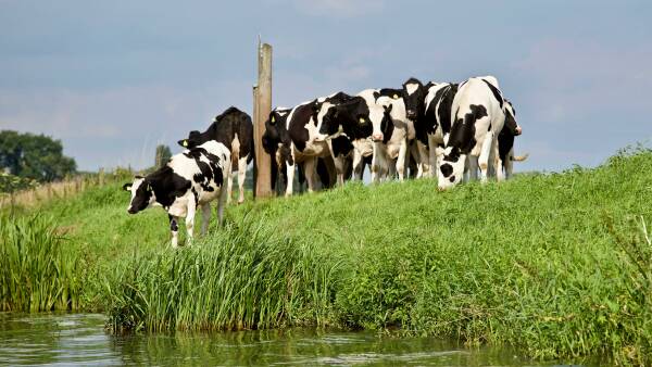 Water security critical to safeguard milk pool