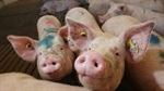 It's not US tariffs we should fear, it's the Trump threat to biosecurity