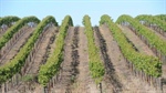 Agribusiness buzz in brief: New wine giant; Rabo skills help offer; Elders-CSU
