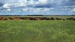 Exclusion-fenced country for breeding, backgrounding, fattening | Video