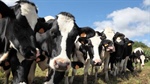 New donated hay partnership to target SA dairy herds with high-quality fodder