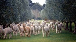 Alpaca fibre prices on the rise as niche industry pushes for more growth