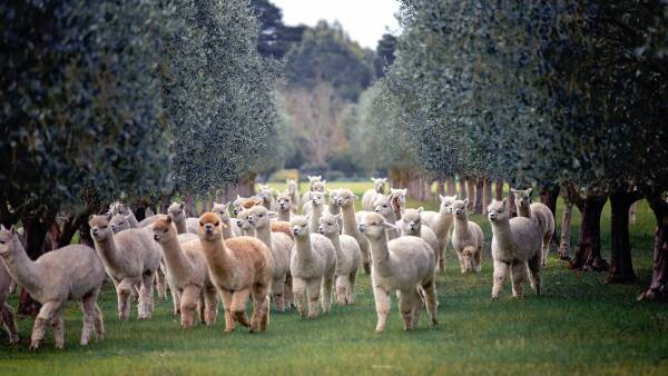 Alpaca fibre prices on the rise as niche industry pushes for more growth