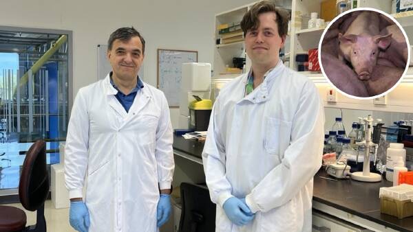 Could lab-grown fat cells that taste like bacon be a game-changer for pork?